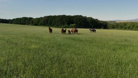 4K 60fps Drone: Slow Forward Flight Towards Horses on Green Meadow Stock Footage 337578225