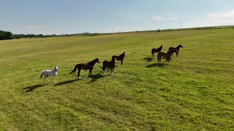 4K 60fps Drone: Static Shot of Horses Grazing on Green Pasture Stock Footage 337543111