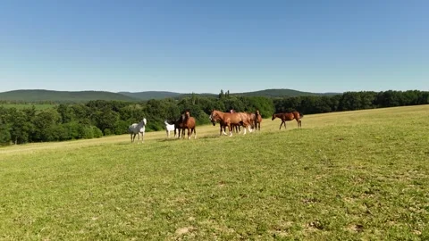 ​4K 60fps Drone: Static Shot of Horses Walking on Green Meadow Stock Footage 337543778