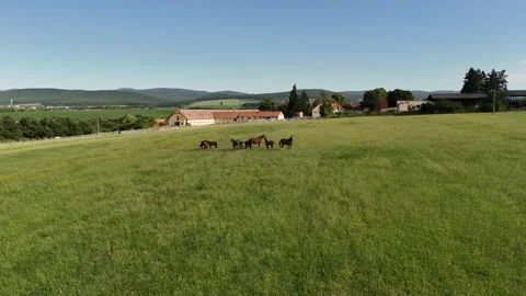 4K 60fps Drone: Static Shot of Horse Ranch and Herd on Green Pasture Stock Footage 337574014