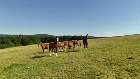 4K 60fps Drone: Static Shot of Horse Herd on Sunny Sloping Pasture Stock Footage 337574049
