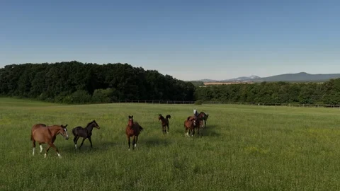 4K 60fps Drone: Static Shot of Horses and Foal on Green Pasture Stock Footage 337577399