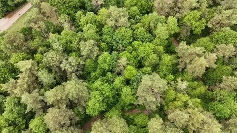 4K 60fps Drone  Top-Down: Descending and Spinning Left Over Green Forest Stock Footage 336360870