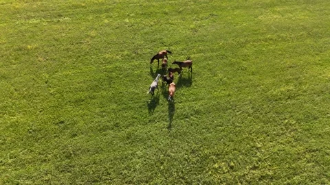 4K 60fps Drone: Top Down Descending Shot Over Horses on Green Pasture Stock Footage 337573917