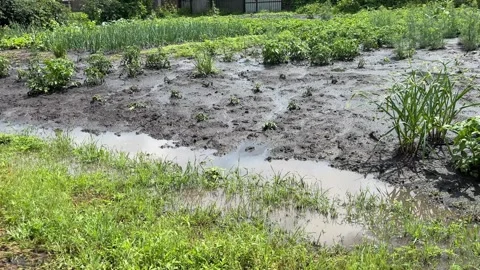 4K 60fps Flooded vegetable garden after heavy summer rain in the village. Vídeos de archivo 338046337