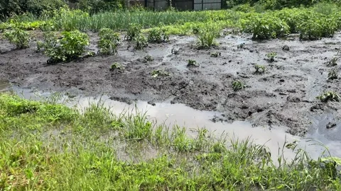4K 60fps Flooded vegetable garden after heavy summer rain in the village. Vídeos de archivo 338046338