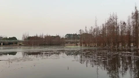 4K 60fps Horizontal Panning of Calm Wetland Lake with Red Cypress Trees and Stock Footage 327175759