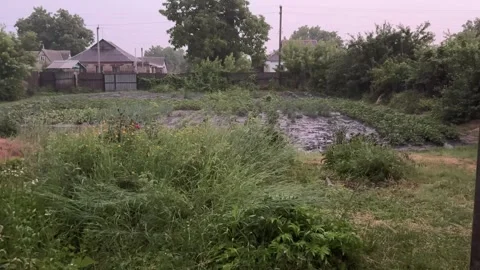 4K 60fps Summer heavy rain in the countryside garden with green vegetable bed Vídeos de archivo 338046342
