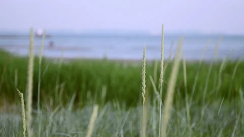4K 60fps video of dunes grass and Baltic sea in North Germany Stock Footage 156201463