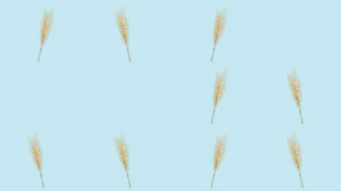 4K 60FPS Wheat on the Blue Background - Pop Up Animation Stock Footage 142109223