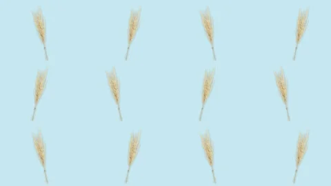 4K 60FPS Wheat on the Blue Background - Pop Up Animation Stock Footage 142109228