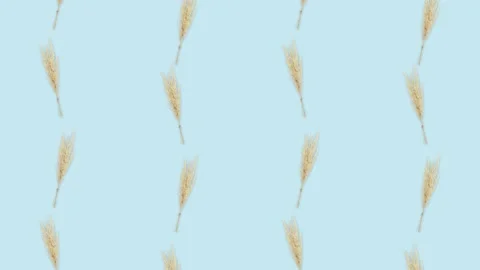 4K 60FPS Wheat on the Blue Background - Pop Up Animation Stock Footage 142109233