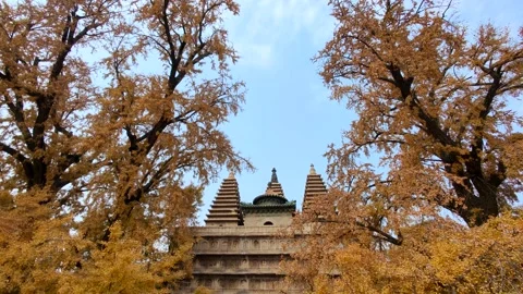 4K 60fps,Buddhism Five Pagodas Temple with beautiful ginkgo tree Video stock 220693012