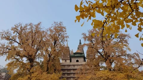 4K 60FPS,Five Pagodas Temple Beijing ginkgo tree Stockbeeldmateriaal 220692948