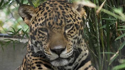 4K 60p close up front view of a jaguar sitting and resting Stock Footage 86508462