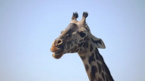 4K 60p close up of a giraffe chewing at arusha national park Stock Footage 106666478
