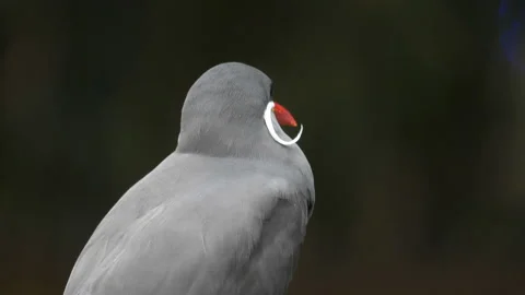 4K 60p close up shot of an inca tern Stock Footage 135201023