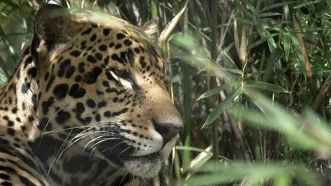 4K 60p close up side view of a male jaguar lying on the ground Stock Footage 86631069