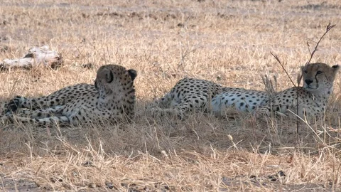 4K 60p pan of two cheetahs lying in shade at tarangire np Stock Footage 98330004