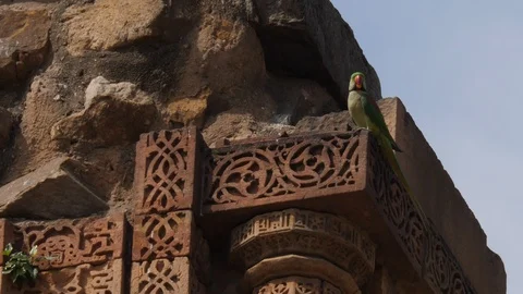 4K 60p rose ringed parakeet on ruins at qutub minar complex in delhi Vídeos de archivo 107131258