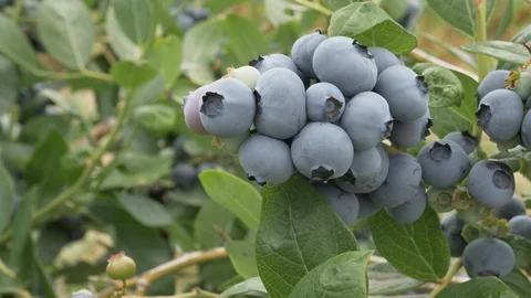 4K 60p slider move to the left of fruit on blueberry bushes Stock Footage 98968855