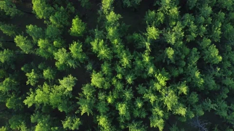 4k Above view of green trees outdoors in summer irrl. Stock Footage 219705527