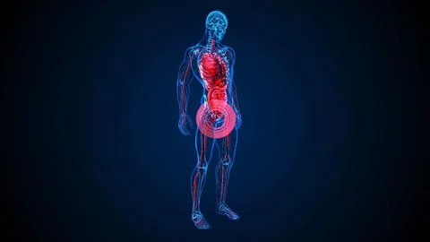 4K abstract 3D illustration of the prostate Stock Illustration