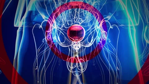 4K abstract animation of the bladder Stock Footage 258927052