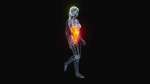 4K abstract animation of the gut Stock-Footage 255600118