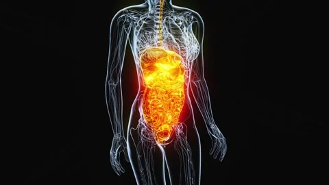 4K abstract animation of the gut Stock-Footage 255600311