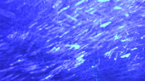 4k abstract background swirling bubbles in a tank with fish in background Stock Footage 47163479