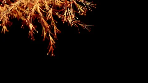 4K Abstract Branching. Stock Footage 105416777