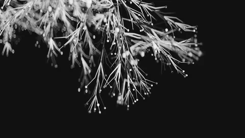 4K Abstract Branching. Stock Footage 105416969