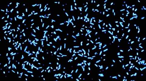 4k Abstract dots micro bacteria spore worms background,nematode insect backdrop Stock Footage 50806910