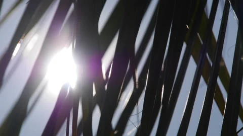4K Abstract Palm Tree Leaves Timelapse with Dancing Sunlight Background Stock Footage 244556740