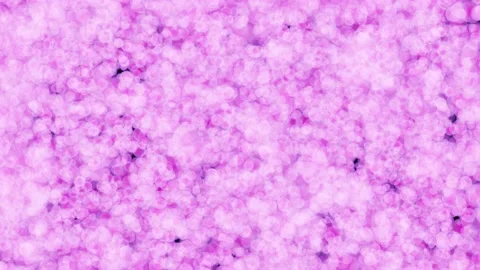 4k abstract soft blurred light sparkle bokeh seamless loop animated background Video stock 135687058