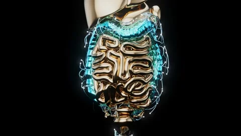 4K abstract view of the gut physiology Stock Footage 242998285