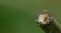 4K Acorn Ant (Temnothorax curvispinosus) Worker 1 4k or 4k+ Resolution