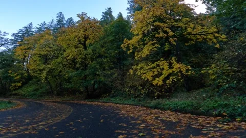 4K action camera fall footage driving through a scenic forest road in autumn  Stock-Footage 320515674