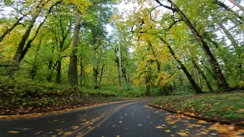 4K action camera fall footage driving through a scenic forest road in autumn  Stock-Footage 320515686