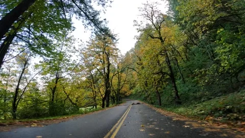 4K action camera fall footage driving through a scenic forest road in autumn  Video stock 320515688