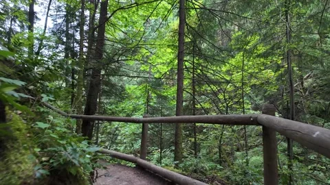 4K action camera hiking footage of well maintained Hamilton Mountain trail WA US Stock-Footage 342682811