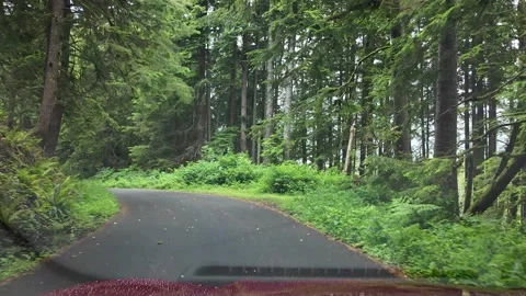 4K action driving footage on forest road in Oregon, USA. driver's POV Stock-Footage 337859772