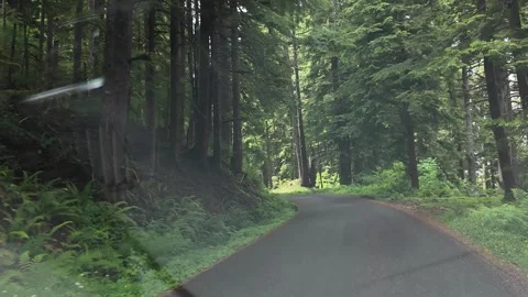 4K action driving footage on forest road in Oregon, USA. driver's POV Stock Footage 337859802