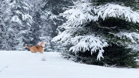 4K Active beagle dog walking in the snowy spruce forest. It running and jumping Stockbeeldmateriaal 148372414