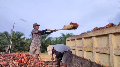 4K - Activities of two asian man are loading palm oil fruit Video stock 272452188