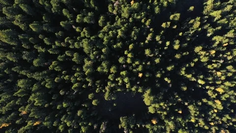 4K Aeiral drone fall forest footage Video stock 272716701