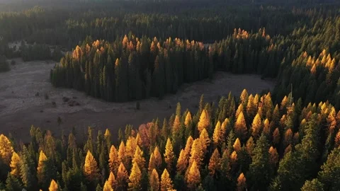 4K Aeiral drone fall forest footage Stock Footage 272737412