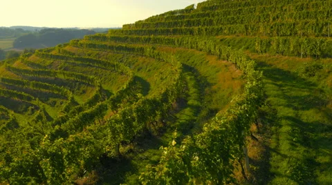 4K Aerial: Along the Grape Lines on the Hill Vídeo Stock 56494367