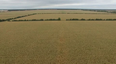 4k aerial amazing view of cornfields Stock Footage 55604721